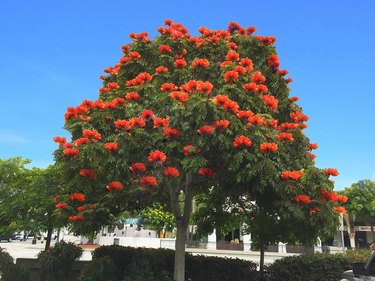 An African tulip tree in full bloom with orange flowers.