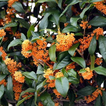 A closeup of fragrant orange tea olive tree's orange blooms