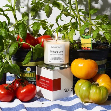 Outdoor Fellow Tomato Vine Scented Candle