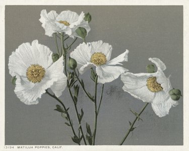 art print of white poppies