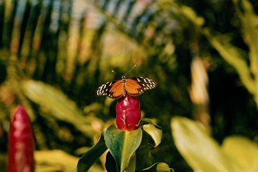 butterfly on a flower in Aruba