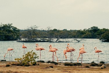 flamingos stand near water in Bonaire