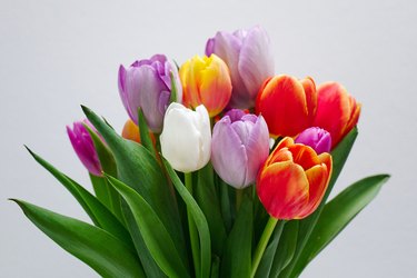 Bouquet of purple, orange, yellow, and white tulips