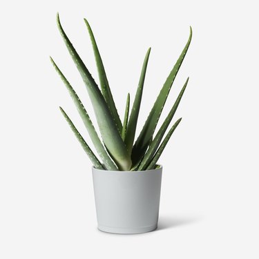 Aloe Vera Plant in gray planter