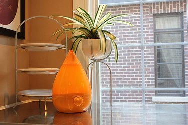 best places to buy indoor plant accessories amazon