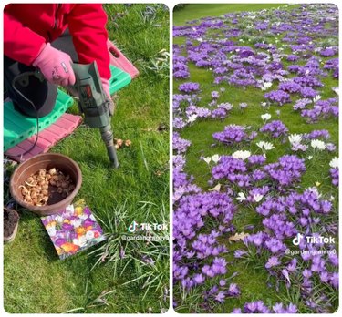 screenshots of tiktok videos: using a drill to plant crocus bulbs and a meadow of crocus blooms