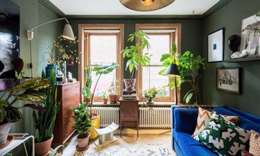 Living room with forest green walls, royal blue couch, plants.