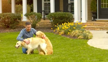 Man and two dogs in front yard with wireless pet fence.