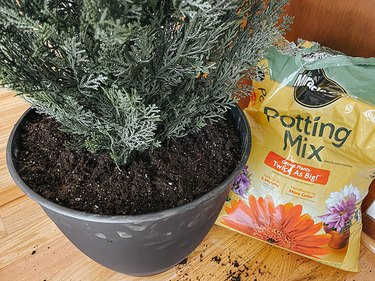 Fill the rest of the pot up with potting mix.