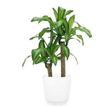 cane plant in white pot