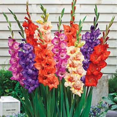 Colorful Gladiolus flowers in the garden