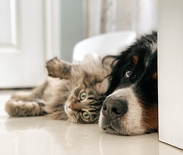 dog and cat cuddling