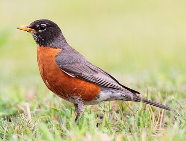 An American robin on the grass.