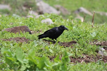 A black crow eating a bug in a yard filled with green grass.
