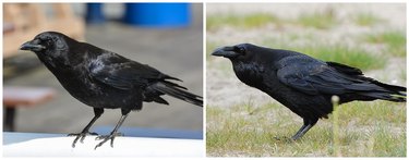 A crow on the left side and a raven on the right.