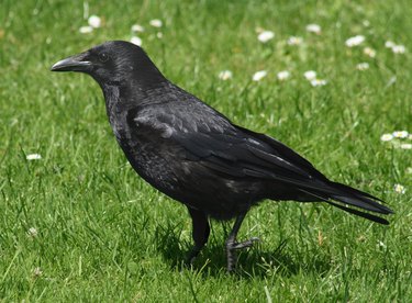 A black crow standing in a field of grass.