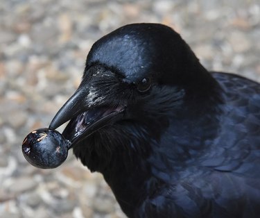 A black crow with a dark blue berry in its beak.