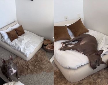 DIY cloud bed dog bed