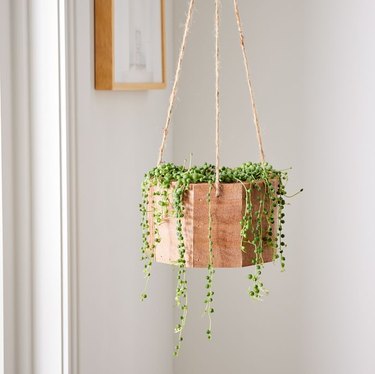 String of pearls plant