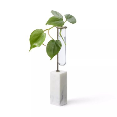 propagation plant stand with plant