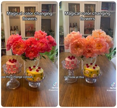 A bouquet of dark coral pink peonies in a vase sit on a table with two small cakes. A second image is the same bouquet of peonies, now a very light coral pink color.