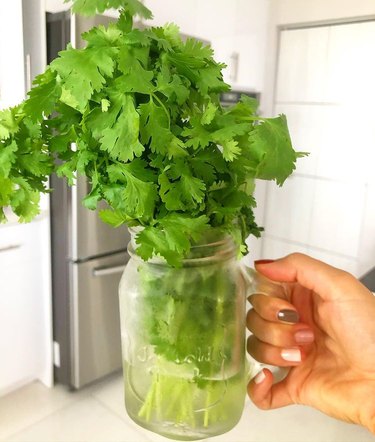 Cilantro in a jar of water