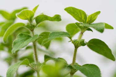 Closeup of oregano