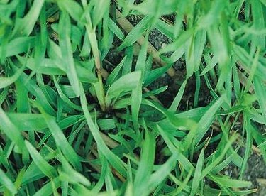 Carpetgrass
