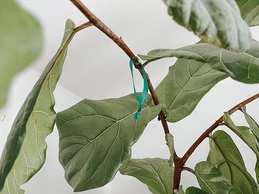 Leave the loop of knotted floral tape loose with plenty of space between the knot and the tree branch.
