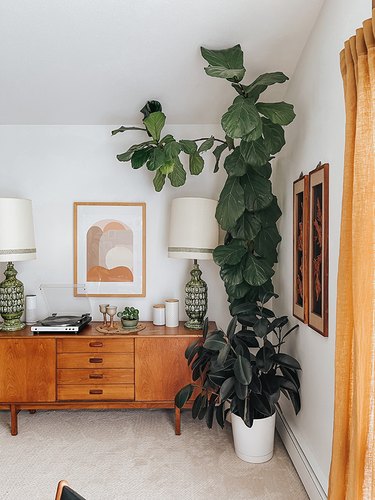 Train the branches of your Fiddle Leaf Fig using floral tape and fishing line.