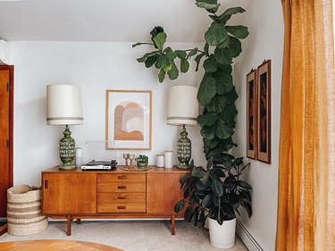 Your Fiddle Leaf Fig tree branches should now be pulled down in a more even and full formation.