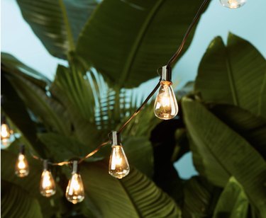 string lights against greenery