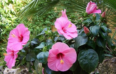 Hibiscus Rosa-sinensis 'Seminole Pink'