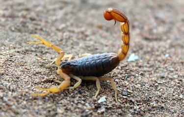 brown scorpion on ground