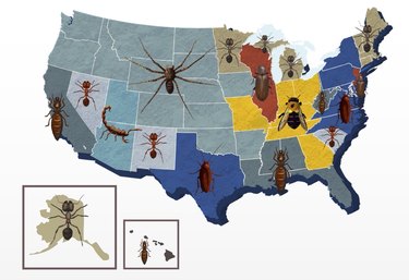 groundworks most popular pest in each state