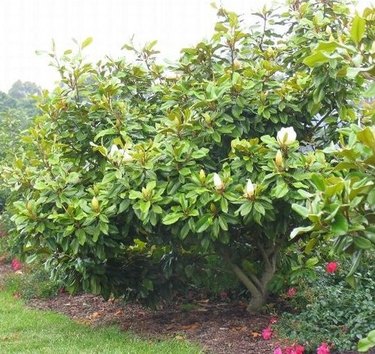 Magnolia grandiflora var. 'STRgra' PP #13,851