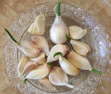 sprouted garlic in glass dish