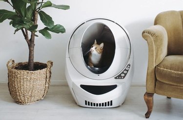 cat sitting in self-cleaning litter box. The litterbox is in between a gold chair and potted plant in a seagrass planter