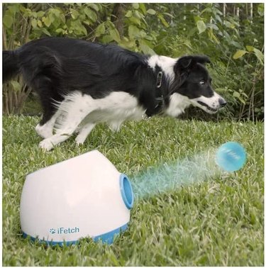 image of dog playing with automatic ball launcher