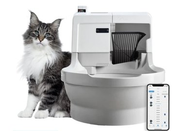 image of cat next to CatGenie, flushable toilet