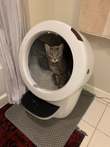 Jameson in his Litter-Robot 4