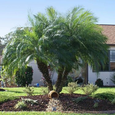 A pygmy date palm tree in the front of a house