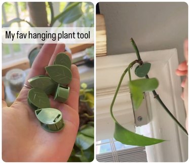 Hanging plant wall clips