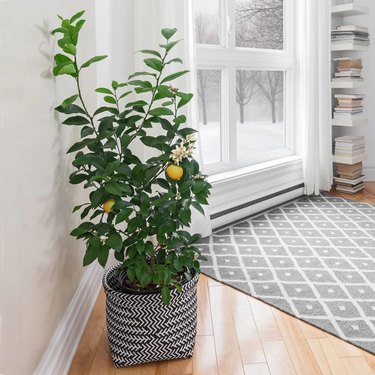 A lemon tree indoors in front of a snowy window