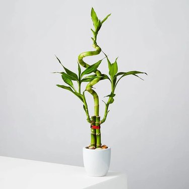 A lucky bamboo plant in a white pot on a table
