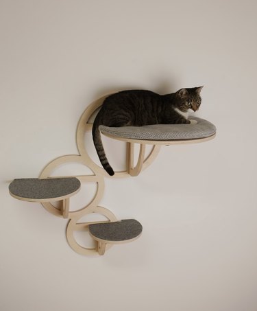If Cats Can Fly Bubble Cat Shelves With Steps