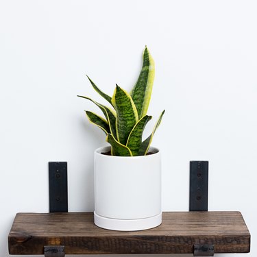 white planter with snake plant