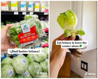 On the right is a hand picking up butter lettuce in a grocery store. The lettuce is in a plastic container. On the right, a hand holds up the center stub of the head of lettuce.