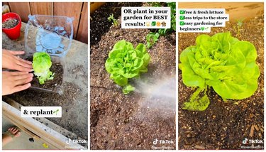 The first photo is someone planting lettuce in a plastic container full of soil. The second image is the head of lettuce being planted in a garden. The third image is a full head of butter lettuce growing in the ground.