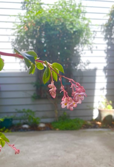 Begonia bloom on plant in patio.